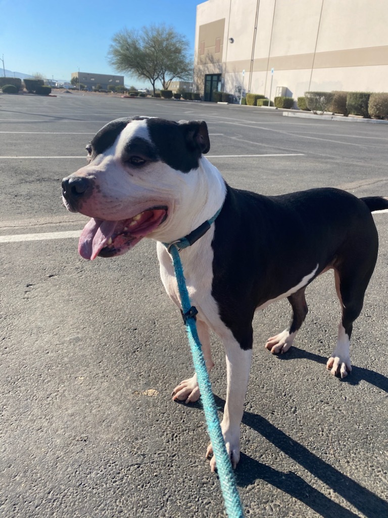 COLUMBO, a Adoptable mixed breed in Las Vegas, NV image 2/6