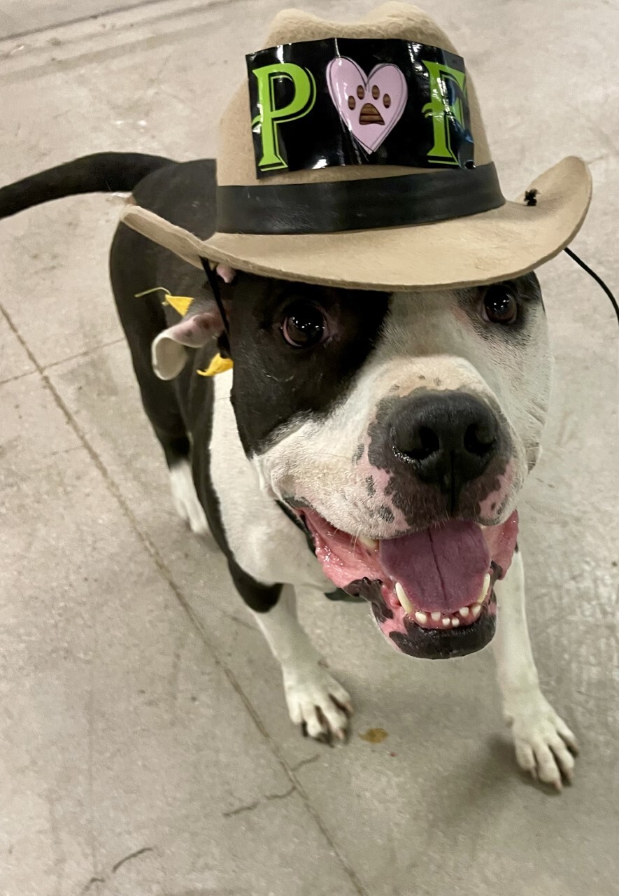 COLUMBO, a Adoptable mixed breed in Las Vegas, NV image 3/6