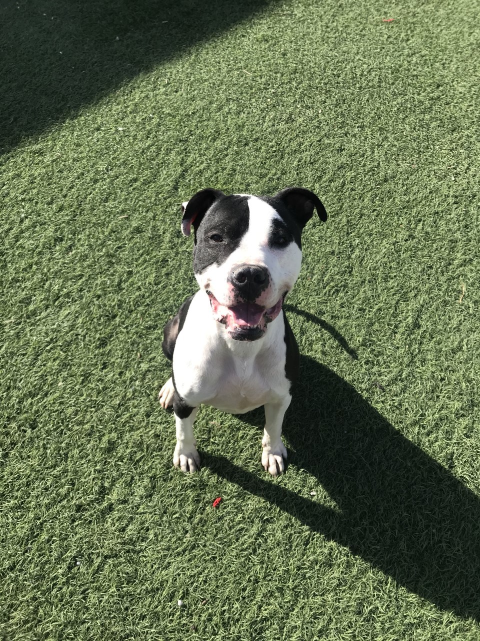COLUMBO, a Adoptable mixed breed in Las Vegas, NV image 4/6