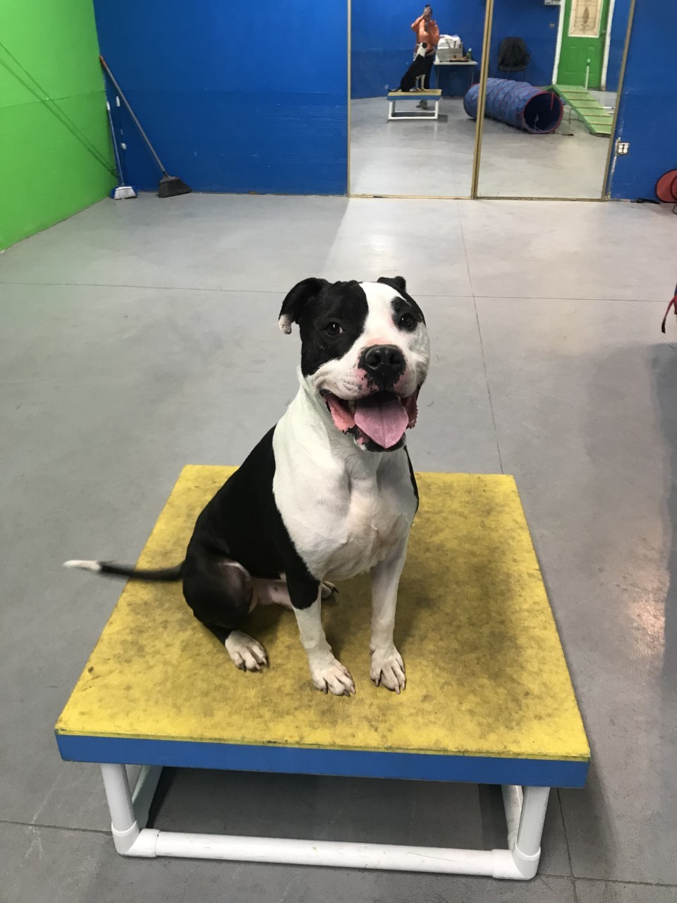 COLUMBO, a Adoptable mixed breed in Las Vegas, NV image 5/6