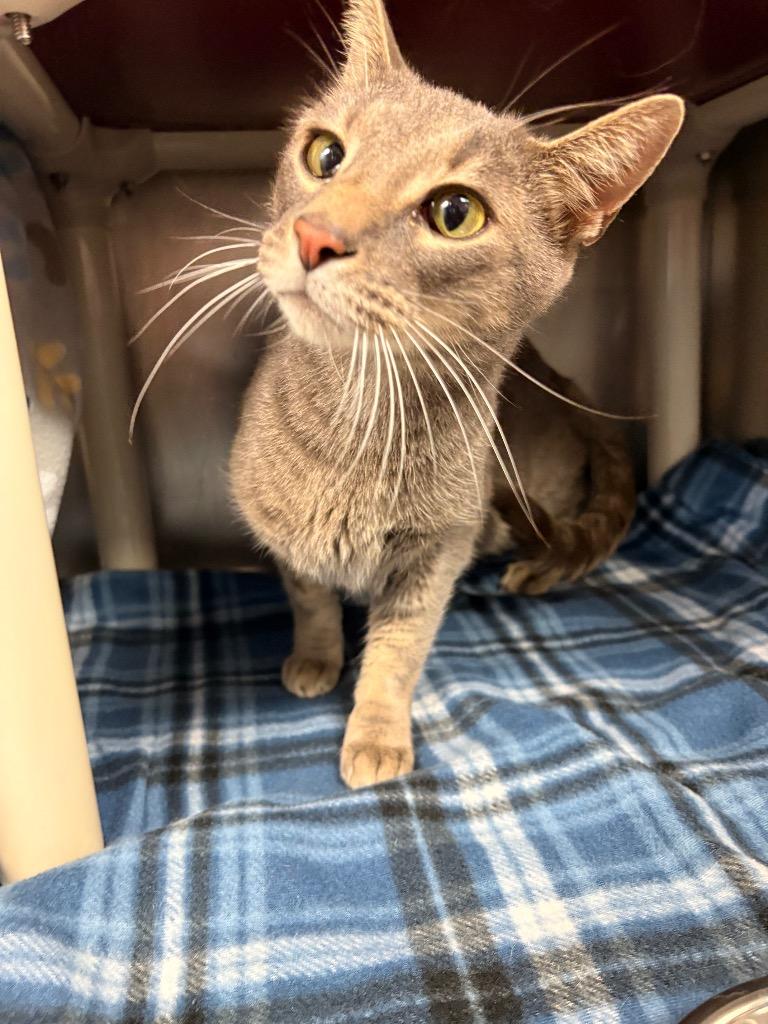 Bob, Adoptable, Adult Male Domestic Short Hair.