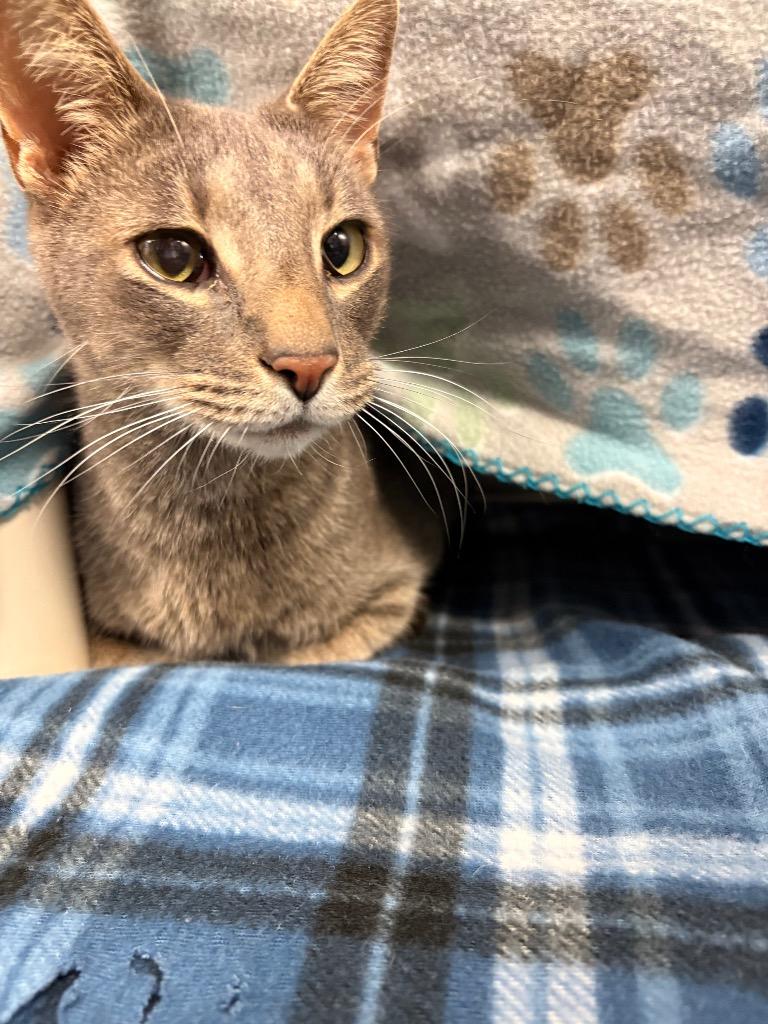 Bob, a Adoptable mixed breed in Detroit, MI image 2/2