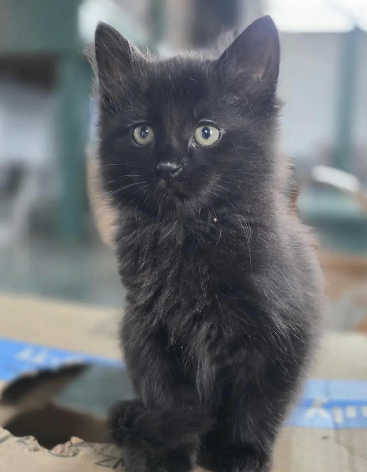 Otis, adopted, Kitten Male Domestic Short Hair.