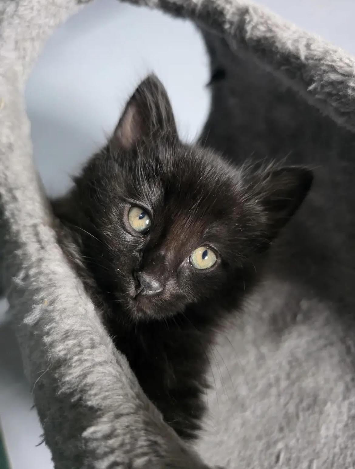 Enlarge Otis, an adopted Domestic Short Hair in Howell, MI image 2/2