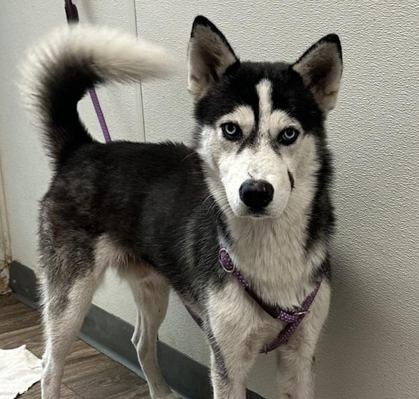 Forrest, Adoptable, Adult Male Siberian Husky.
