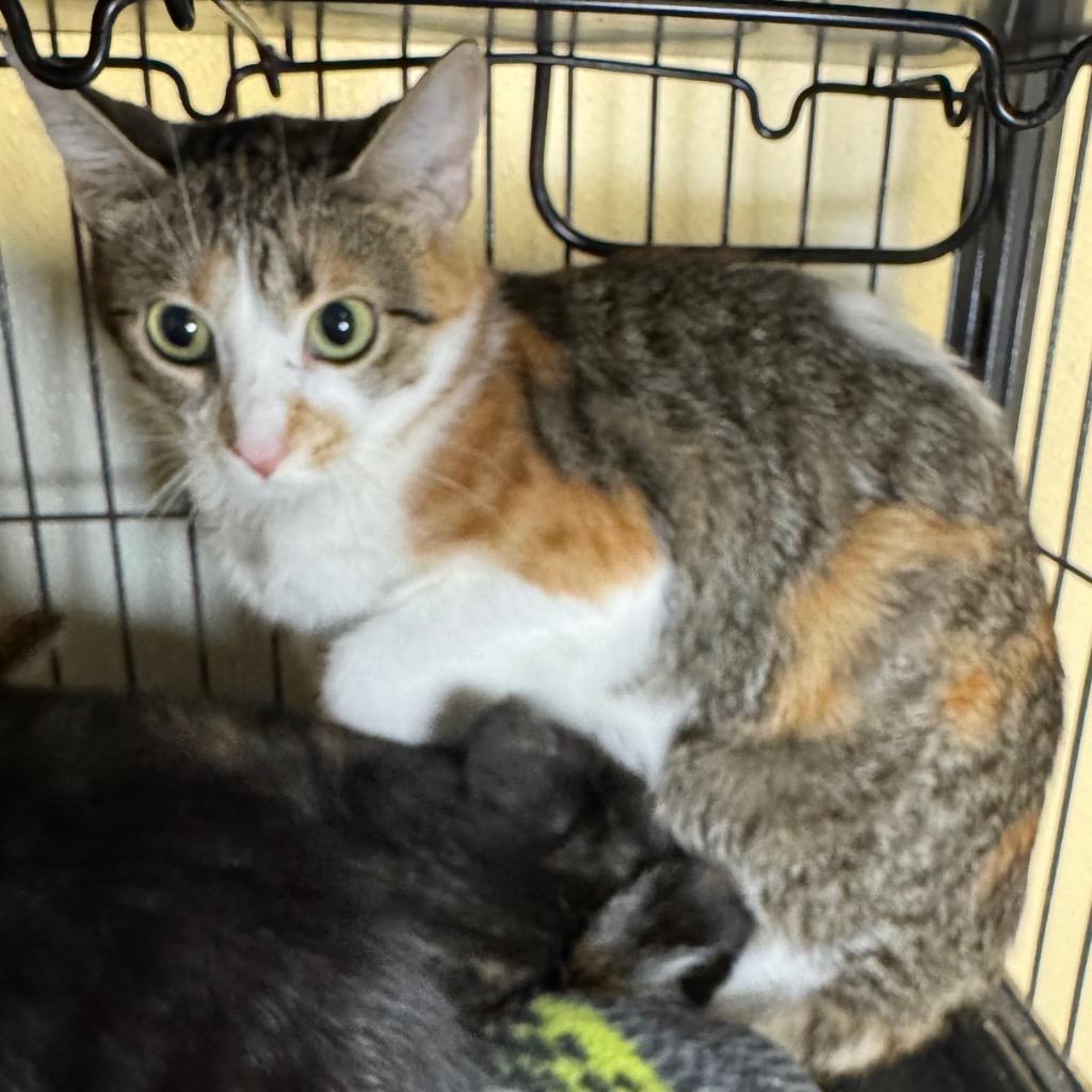 Tammy, Adoptable, Young Female Domestic Short Hair.