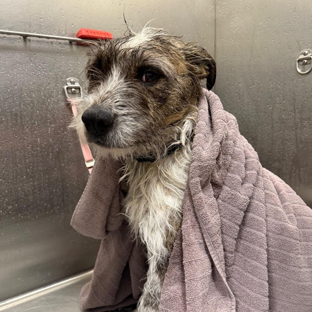 Enlarge Bo, a Adoptable Terrier in Cody, WY image 2/5