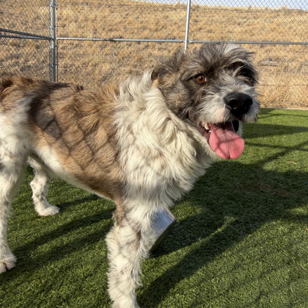 Enlarge Bo, a Adoptable Terrier in Cody, WY image 5/5