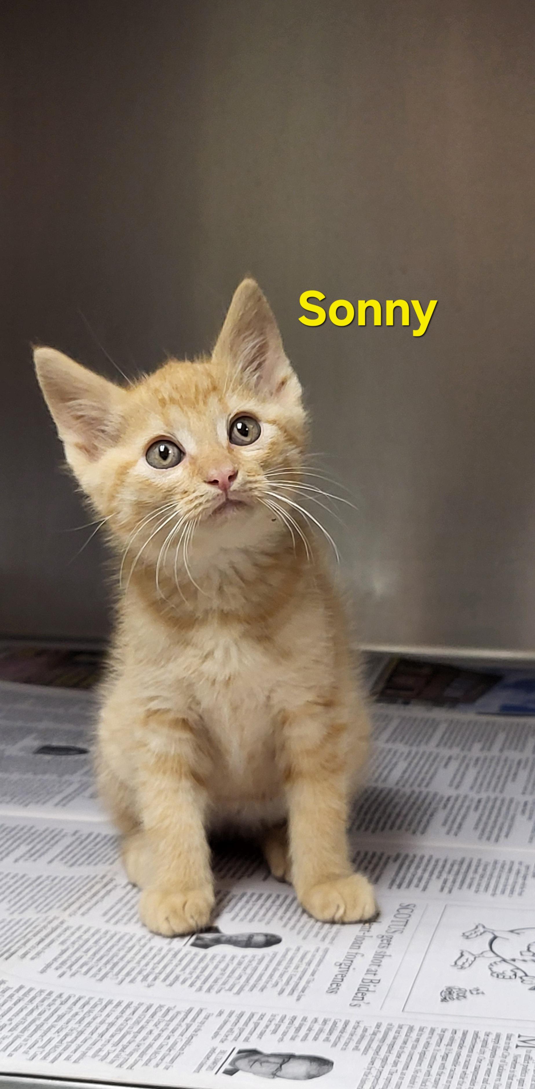 Sonny, ADOPTABLE, Kitten Male Domestic Short Hair.