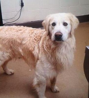TUCKER, a Adoptable Golden Retriever in San Bernardino, CA image 2/2