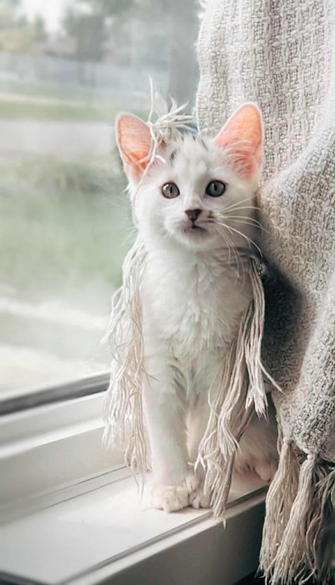 Rugen, a Adopted Domestic Medium Hair in Winnipeg, MB image 5/6