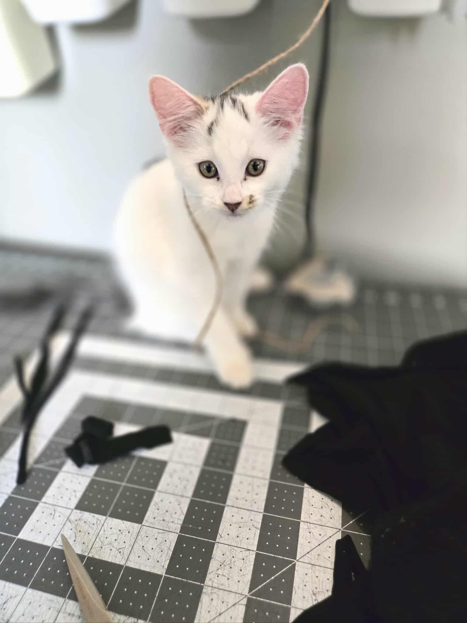 Rugen, a Adopted Domestic Medium Hair in Winnipeg, MB image 6/6