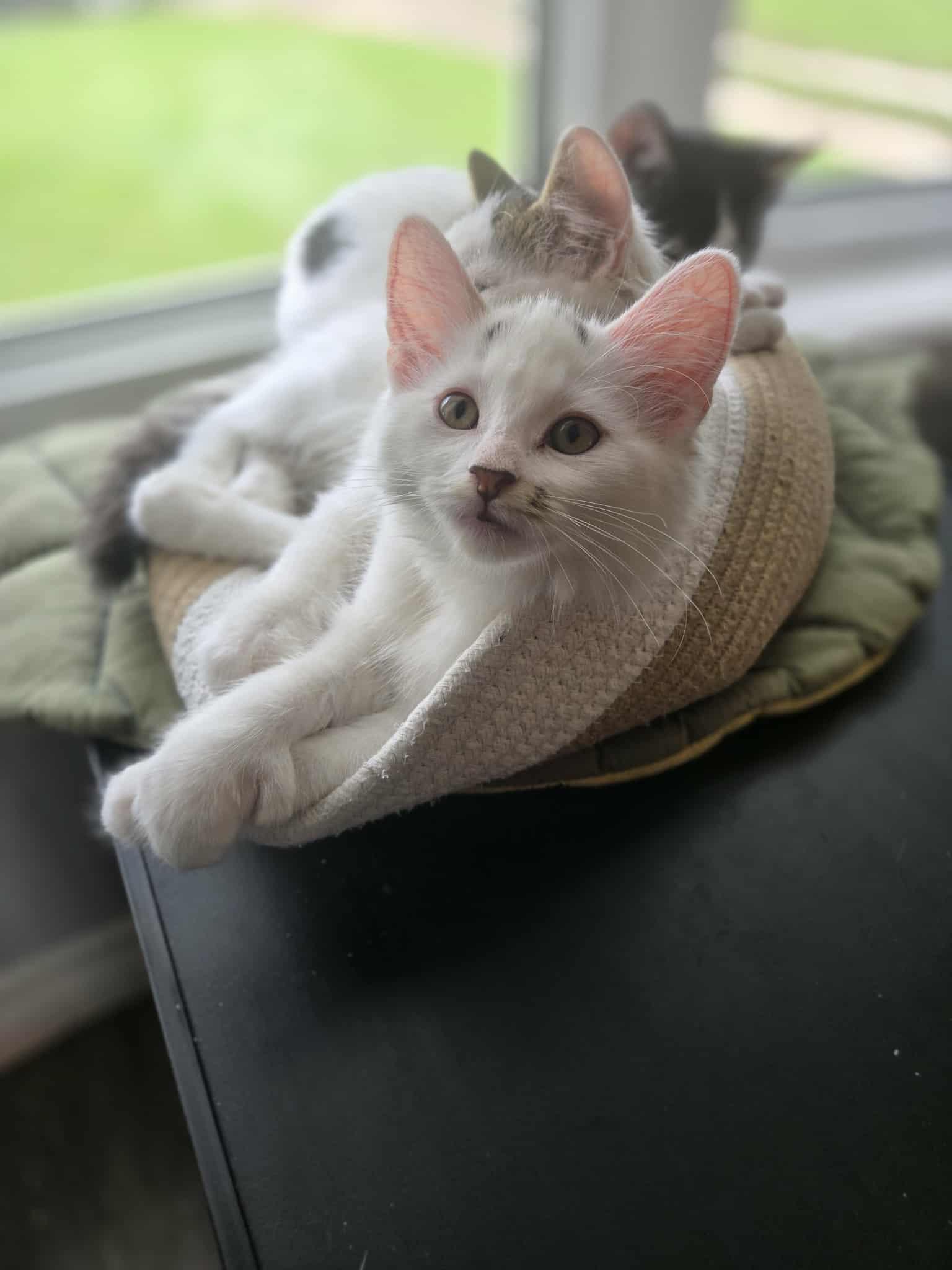 Rugen, a Adopted Domestic Medium Hair in Winnipeg, MB image 4/6