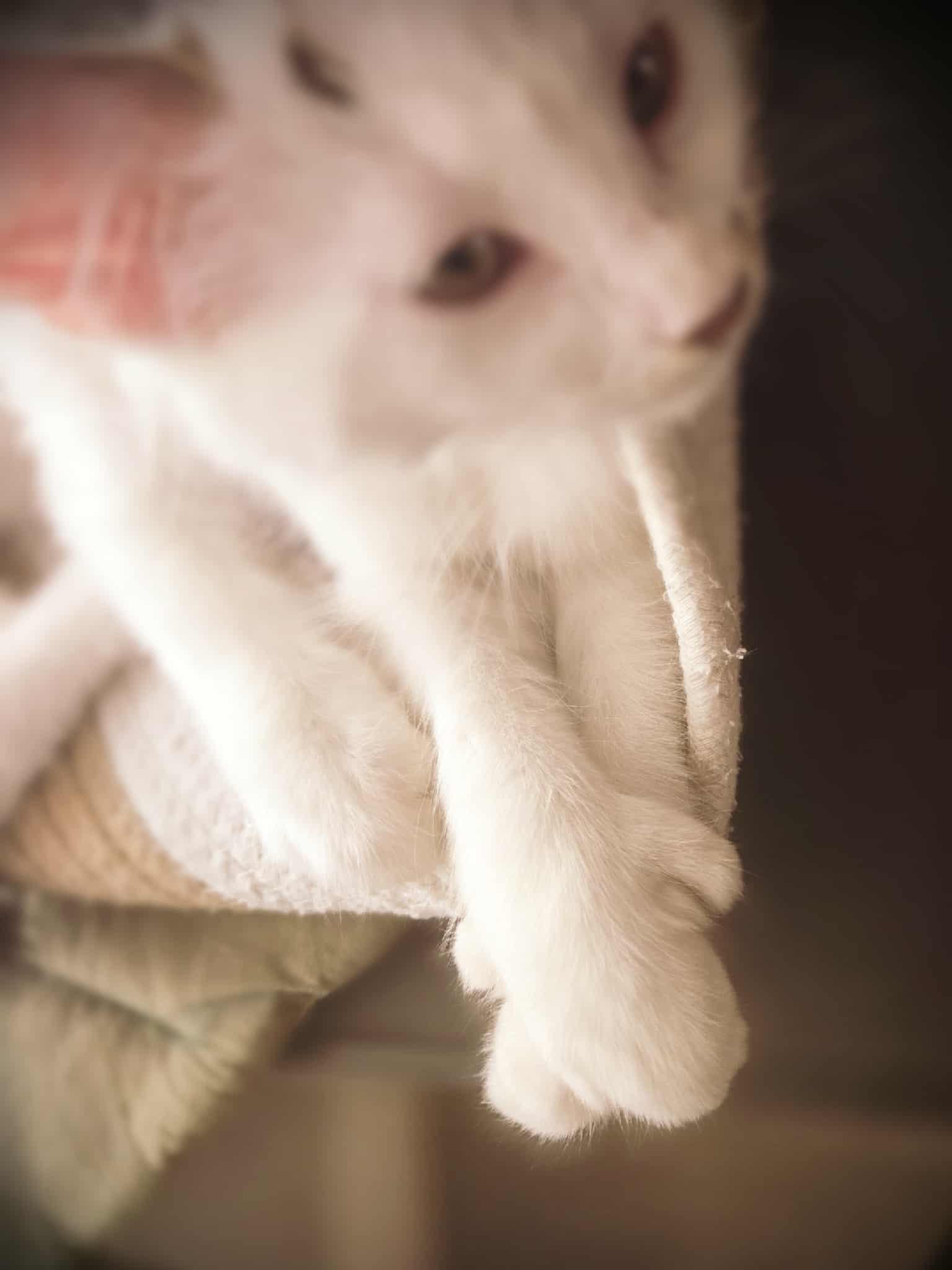 Rugen, a Adopted Domestic Medium Hair in Winnipeg, MB image 3/6