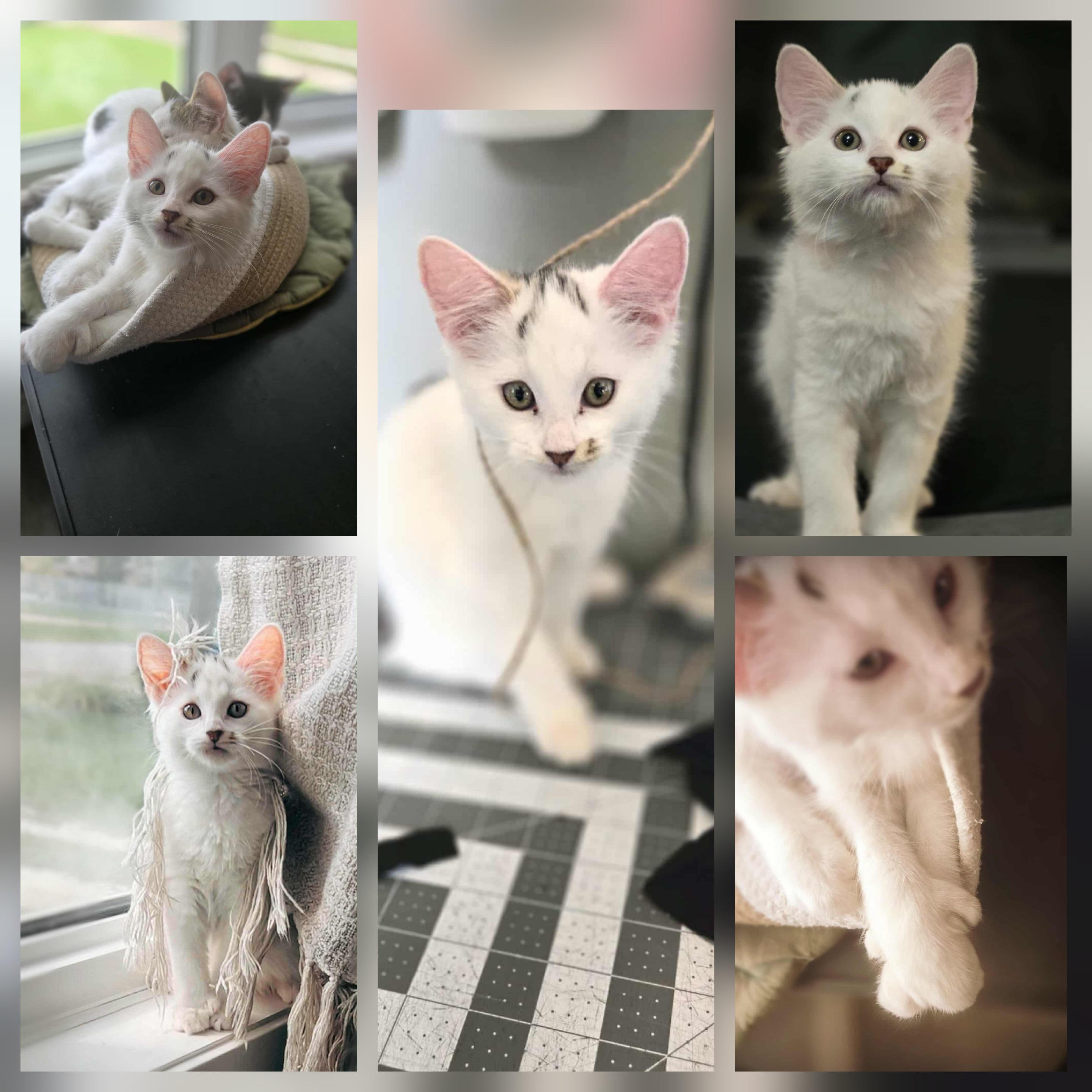 Rugen, a Adopted Domestic Medium Hair in Winnipeg, MB image 2/6