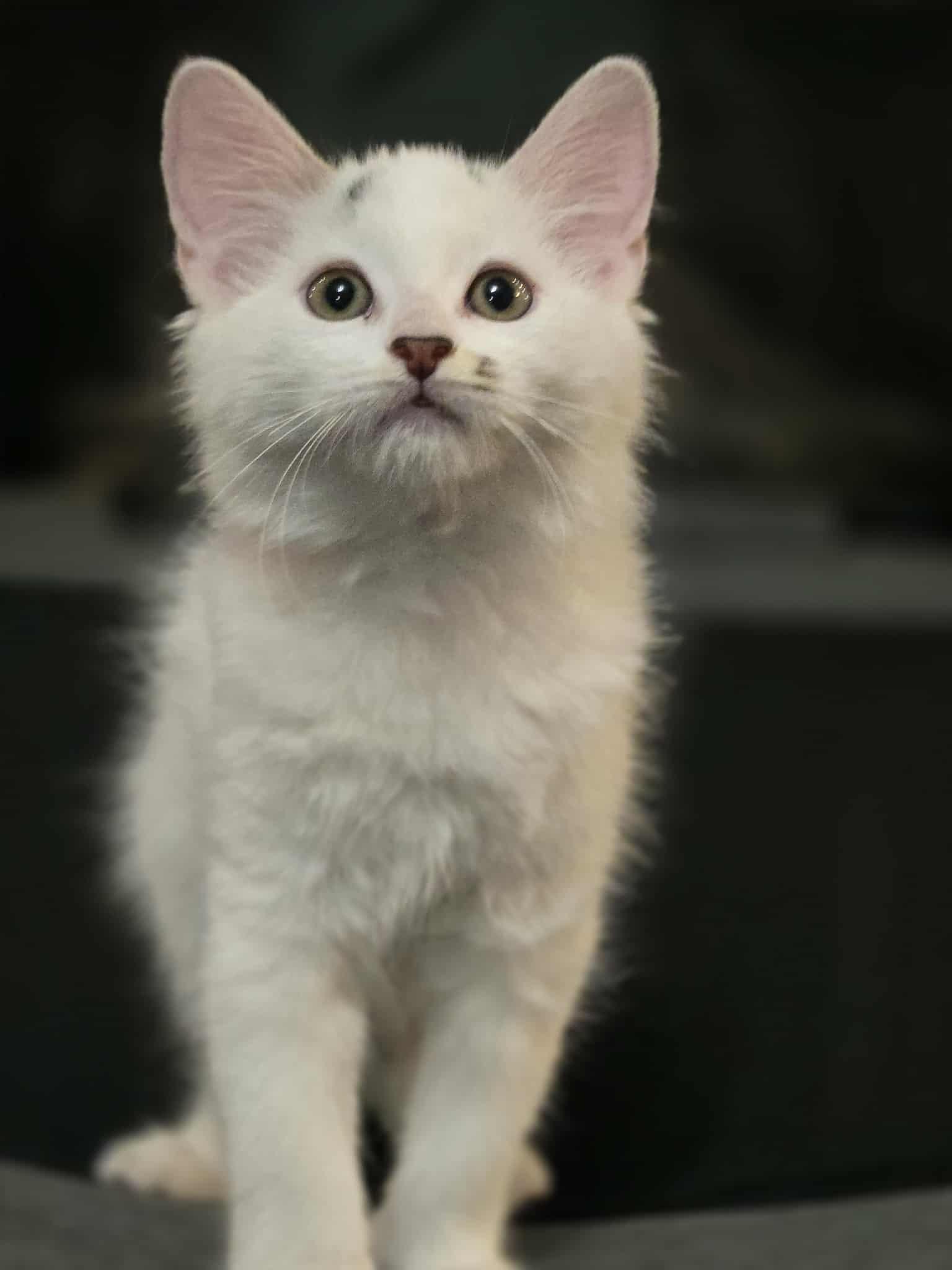 Rugen, a Adopted Domestic Medium Hair in Winnipeg, MB image 1/6