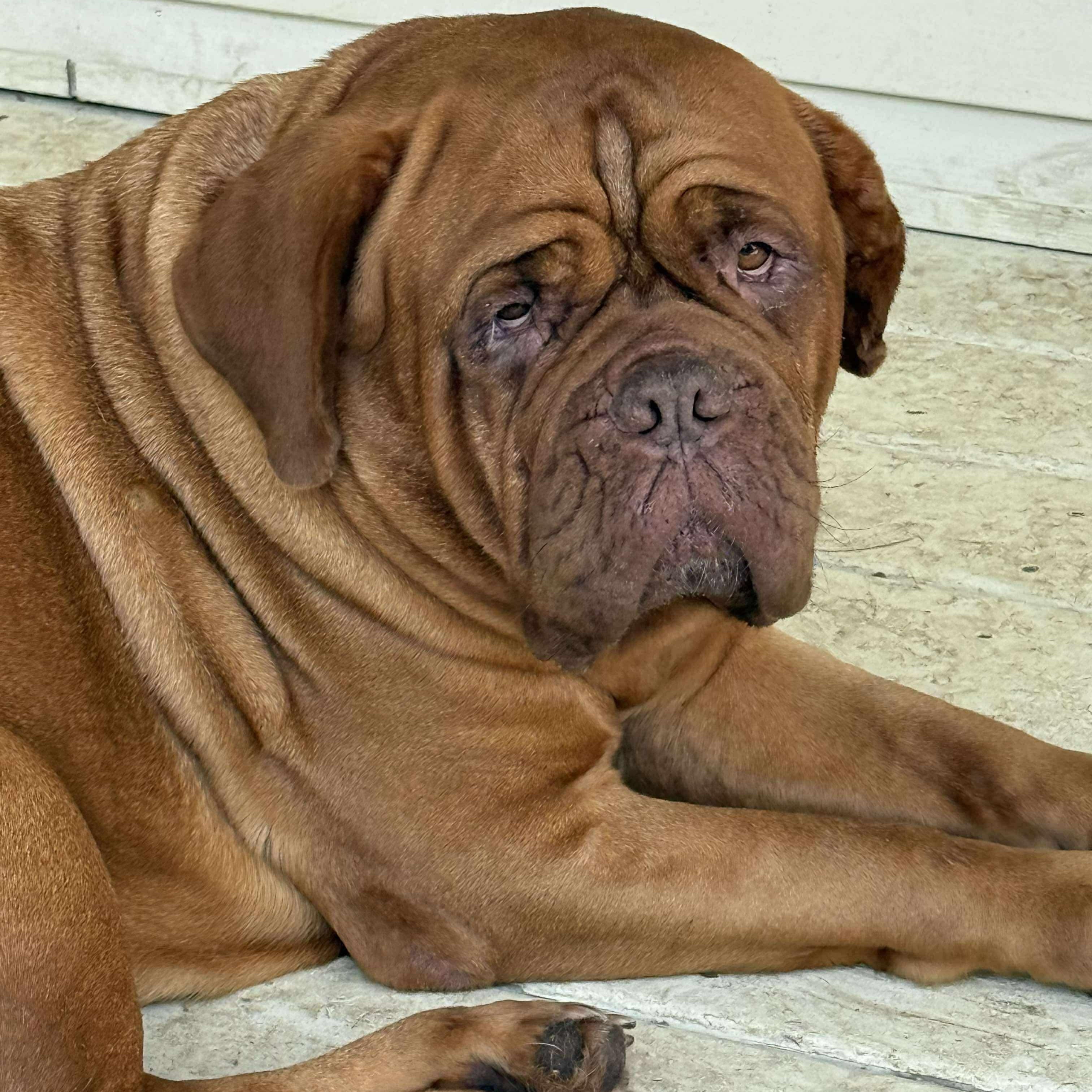 Sweetie, Adoptable, Adult Female Dogue de Bordeaux.