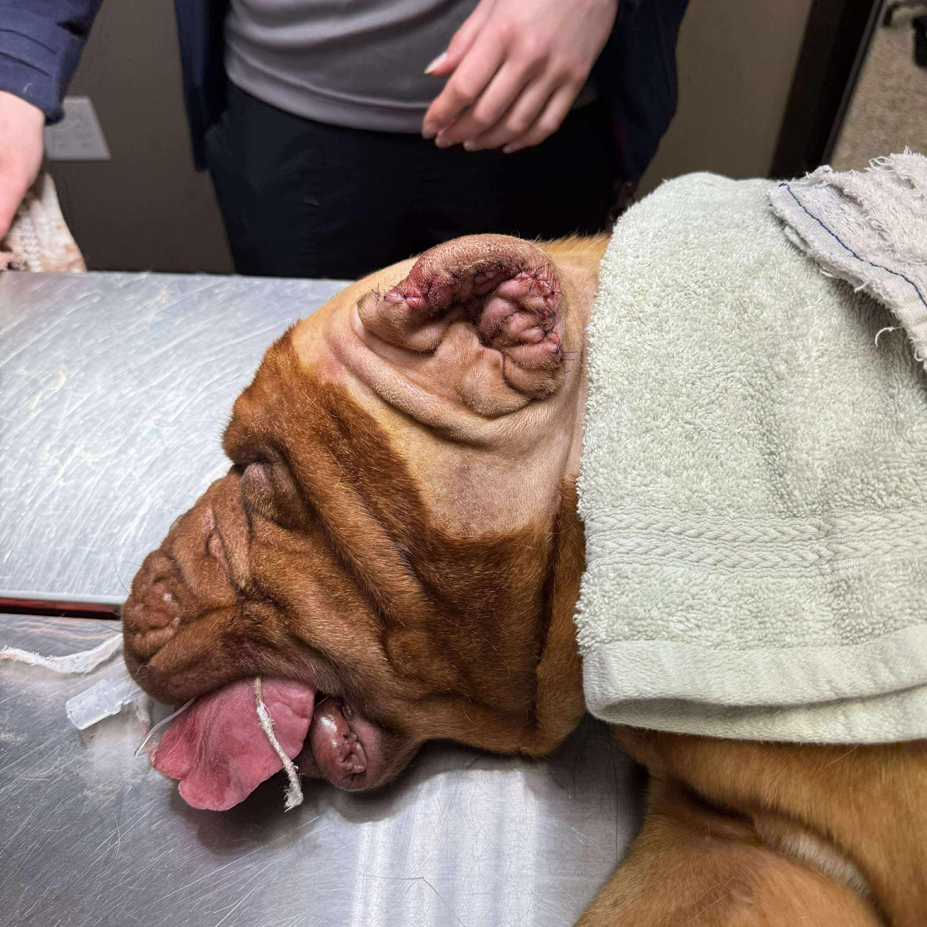 Sweetie, a Adoptable Dogue de Bordeaux in Howell, MI image 2/5