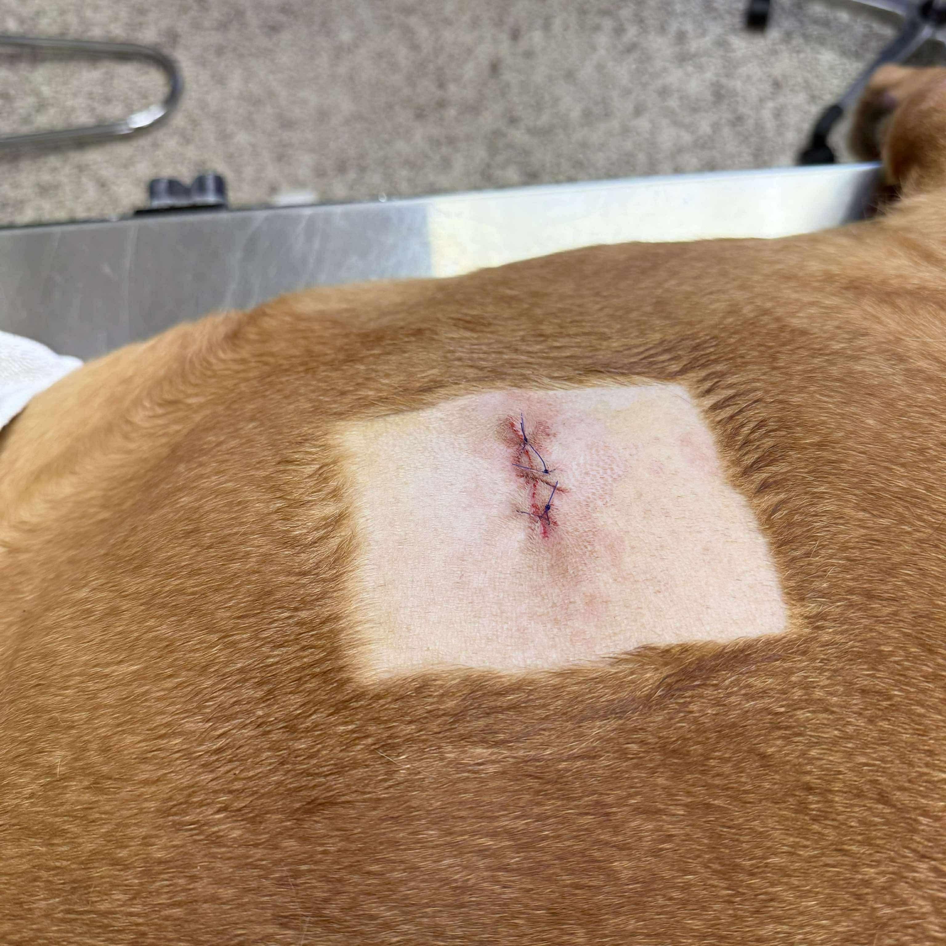 Sweetie, a Adoptable Dogue de Bordeaux in Howell, MI image 3/5