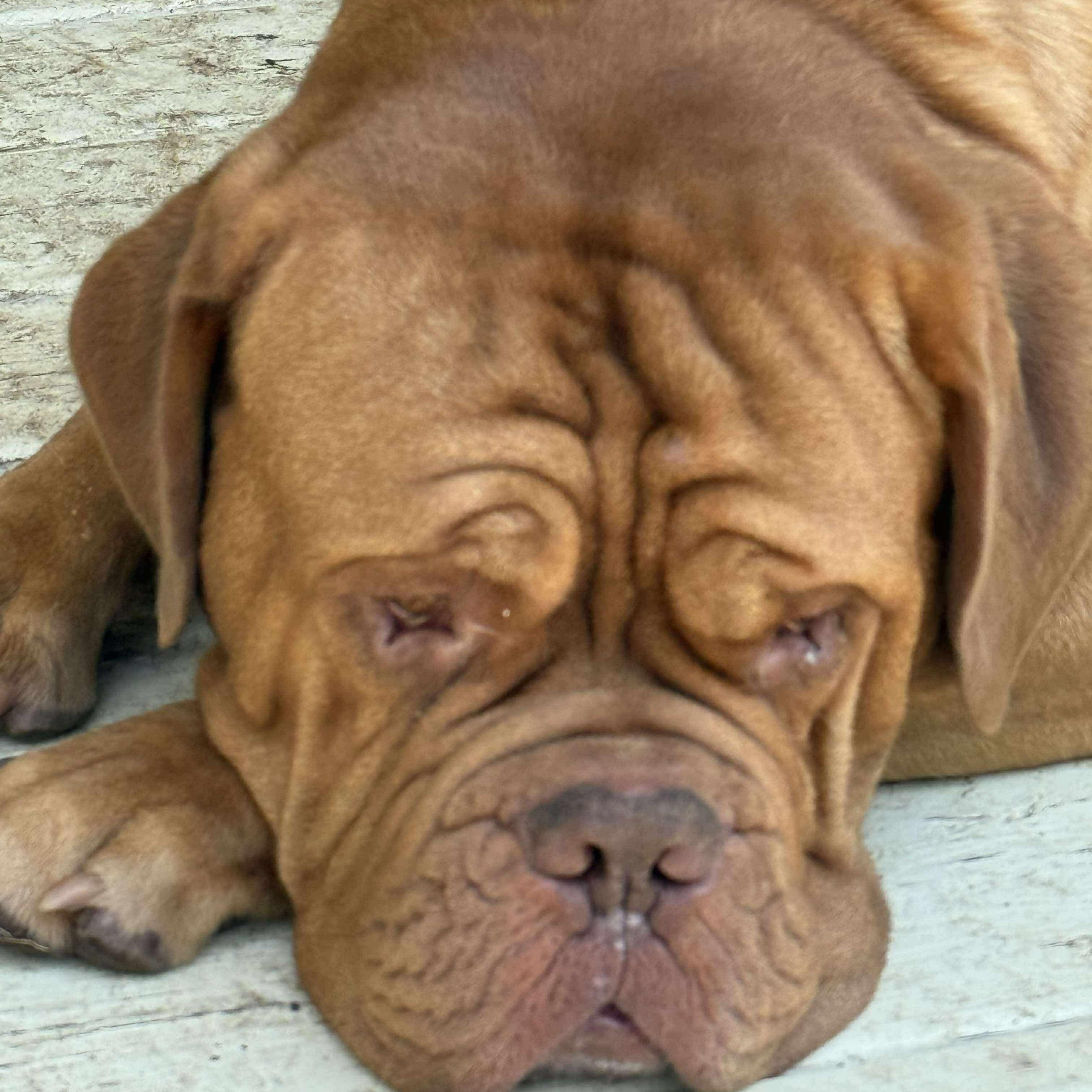 Sweetie, a Adoptable Dogue de Bordeaux in Howell, MI image 5/5