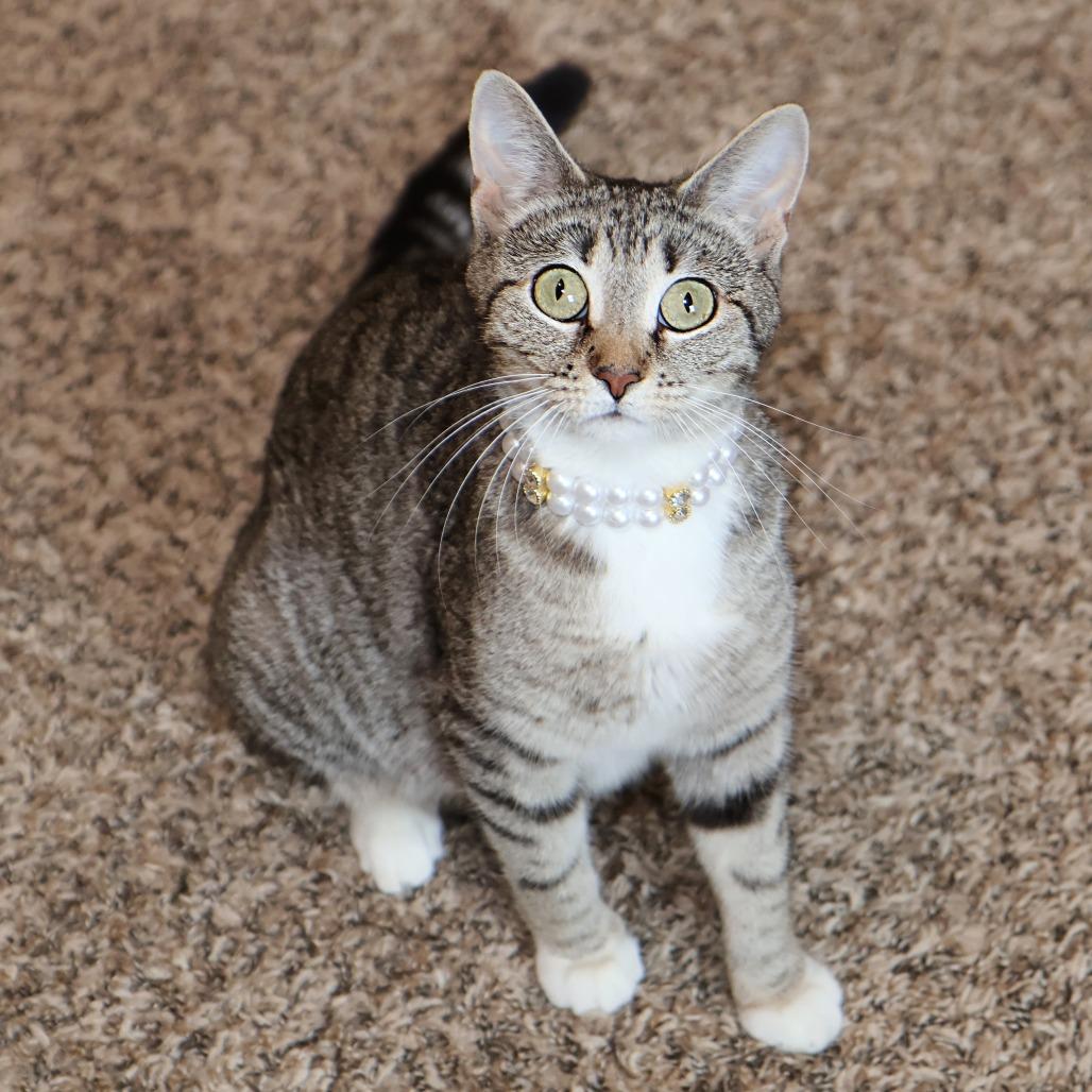 Nurse Dana, a Adoptable Domestic Short Hair in FAIRWAY, KS image 1/6