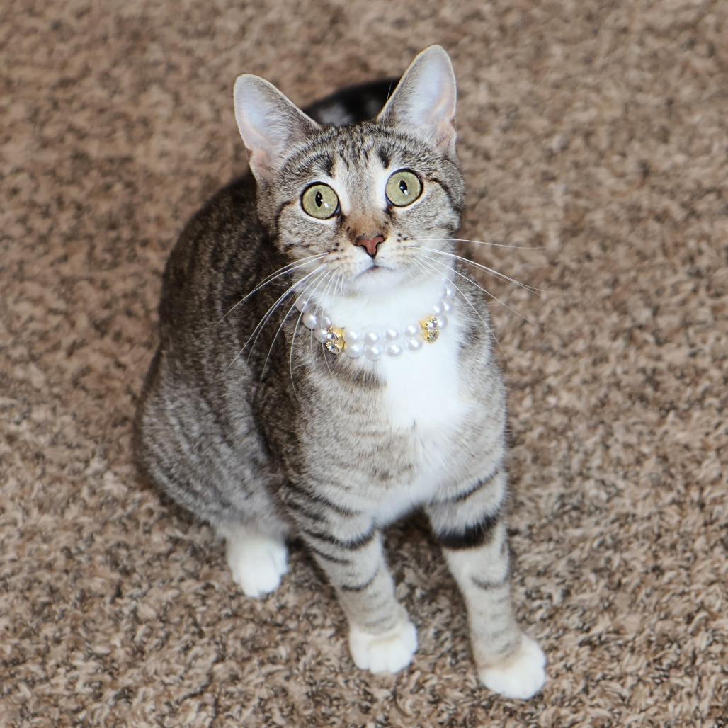 Nurse Dana, a Adoptable Domestic Short Hair in FAIRWAY, KS image 2/6