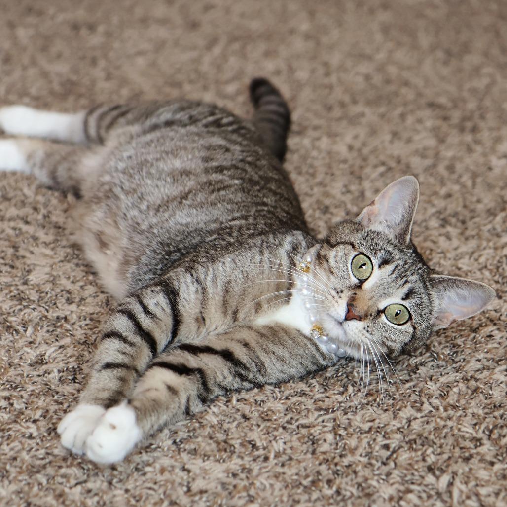 Nurse Dana, a Adoptable Domestic Short Hair in FAIRWAY, KS image 3/6