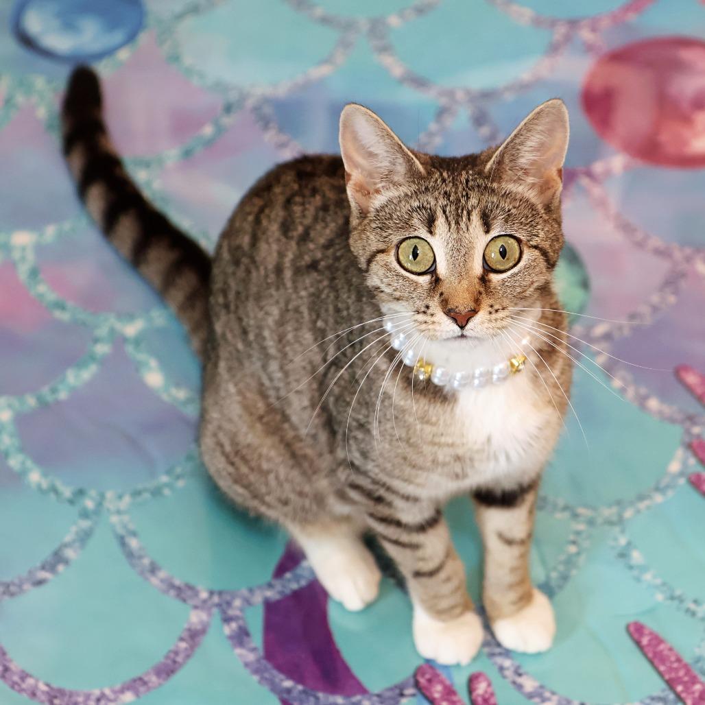 Nurse Dana, a Adoptable Domestic Short Hair in FAIRWAY, KS image 4/6