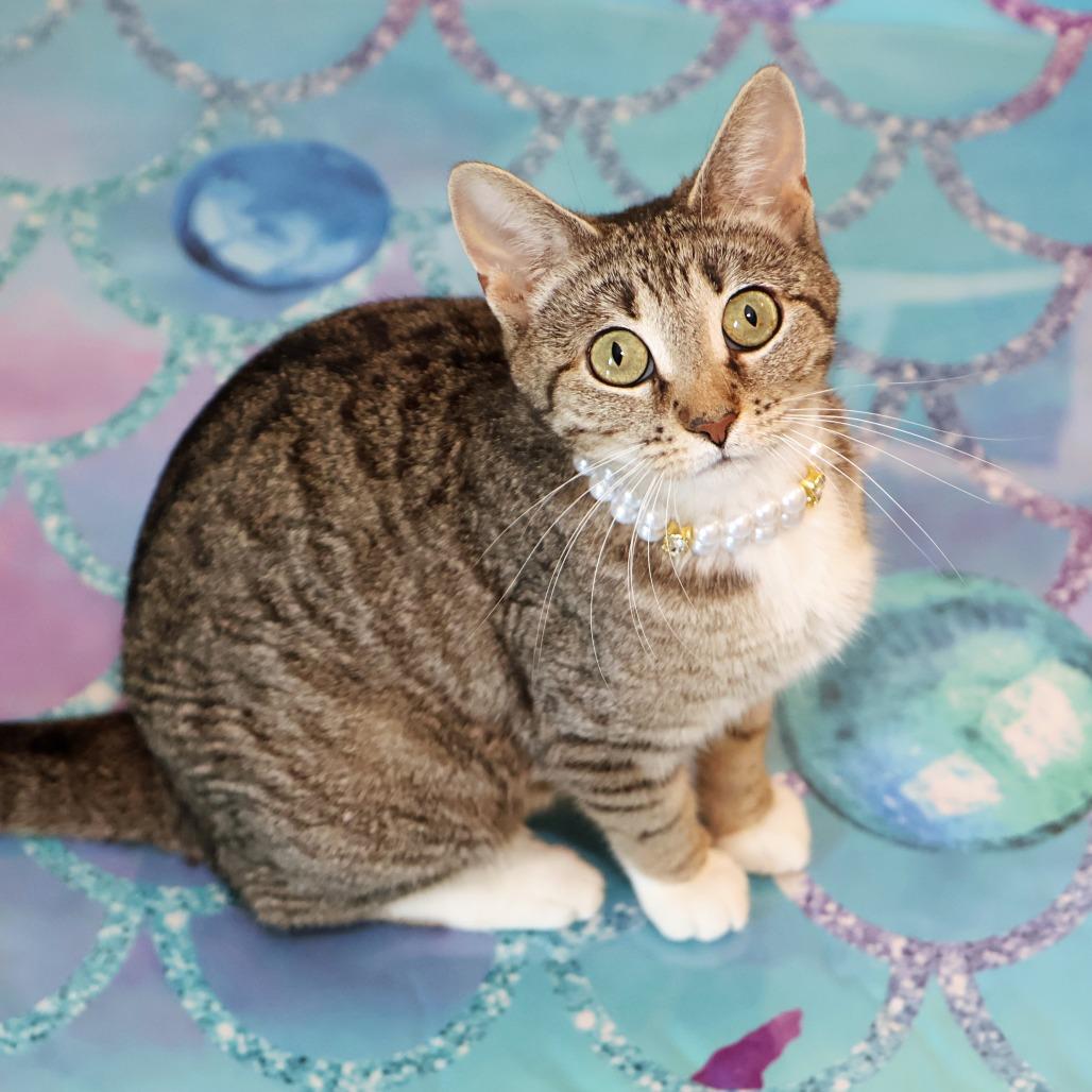 Nurse Dana, a Adoptable Domestic Short Hair in FAIRWAY, KS image 5/6