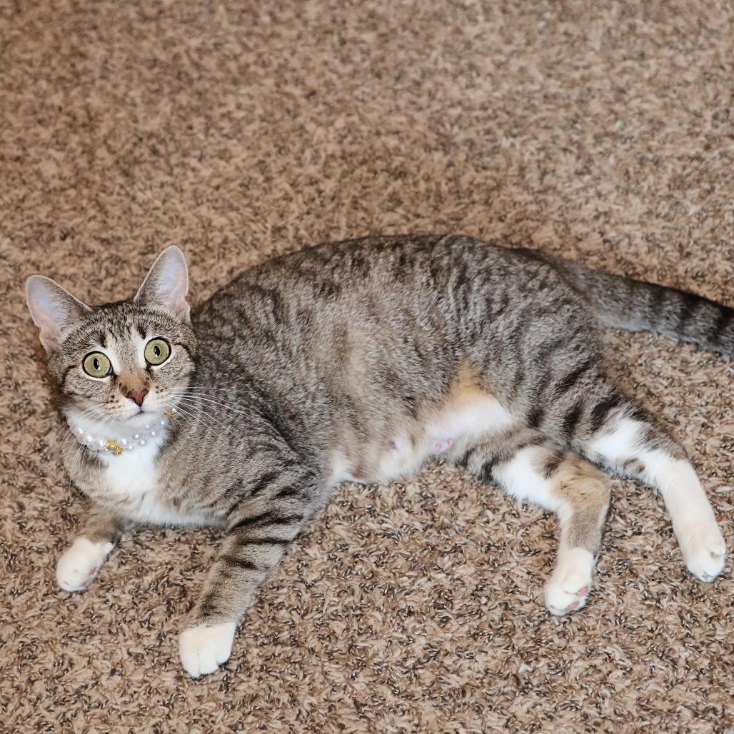 Nurse Dana, a Adoptable Domestic Short Hair in FAIRWAY, KS image 6/6