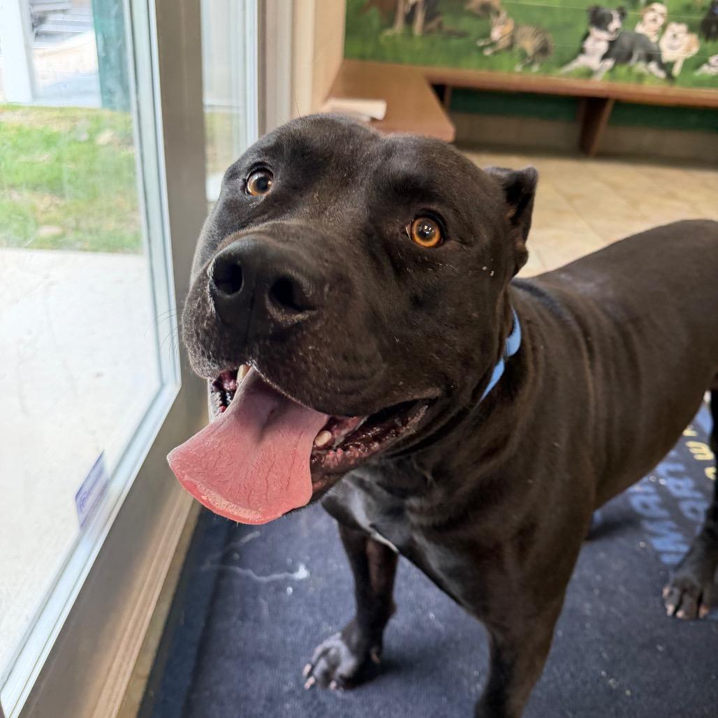 Enlarge Bruno, a Adoptable mixed breed in Wilmington, DE image 1/3