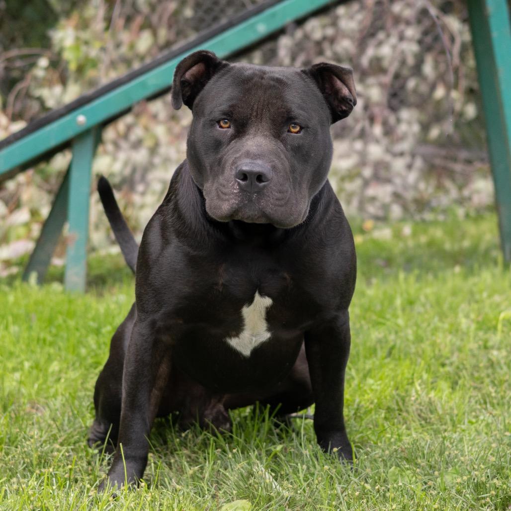 Enlarge Bruno, a Adoptable mixed breed in Wilmington, DE image 3/3