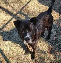 PAPA, Adoptable, Adult Male Pit Bull Terrier.