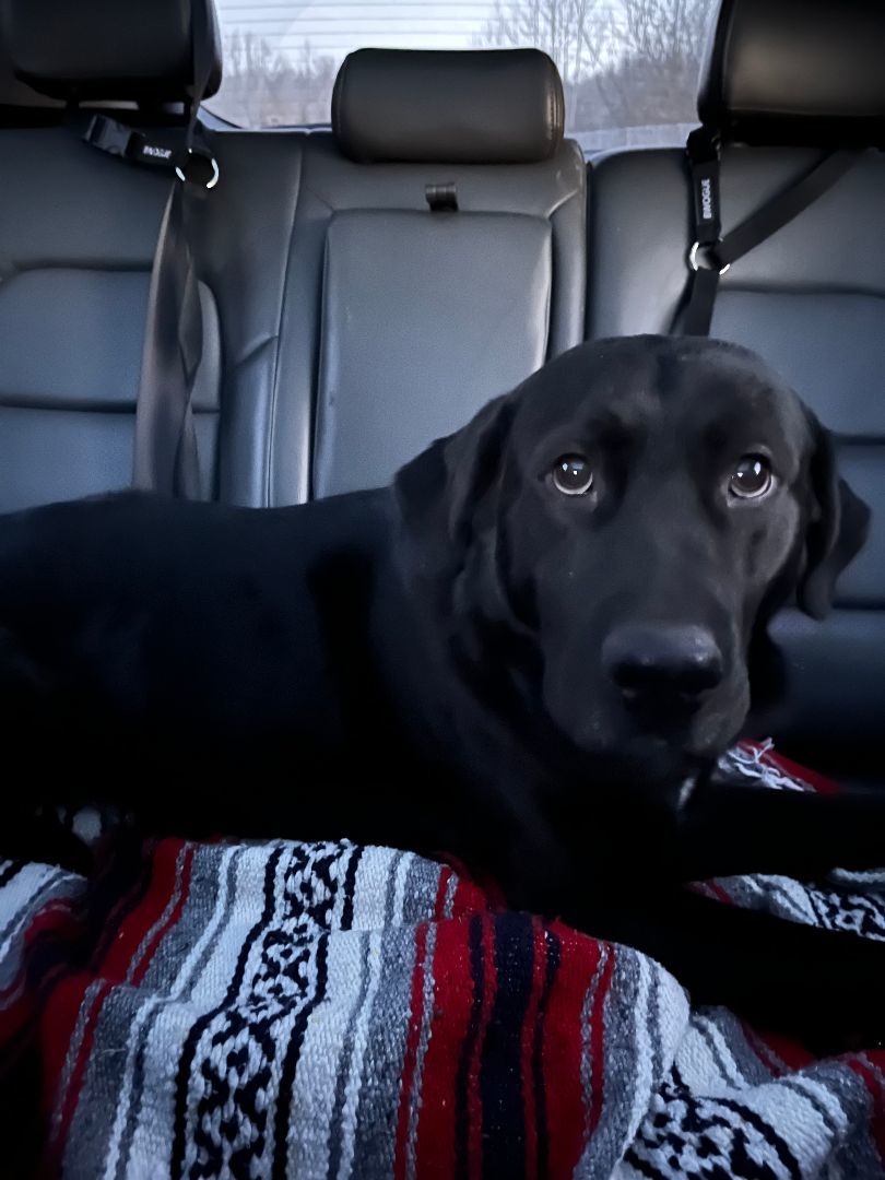 Bash, Adopted, Young Male Black Labrador Retriever.