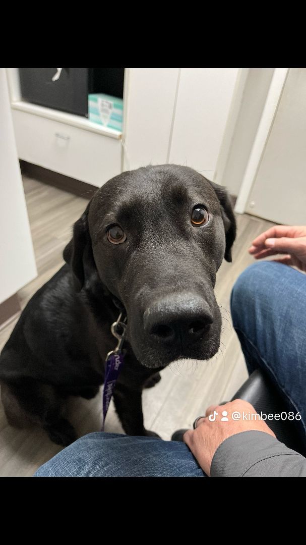 Bash, a Adopted Black Labrador Retriever in Milford, OH image 2/4