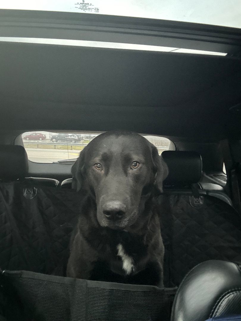 Bash, a Adopted Black Labrador Retriever in Milford, OH image 3/4