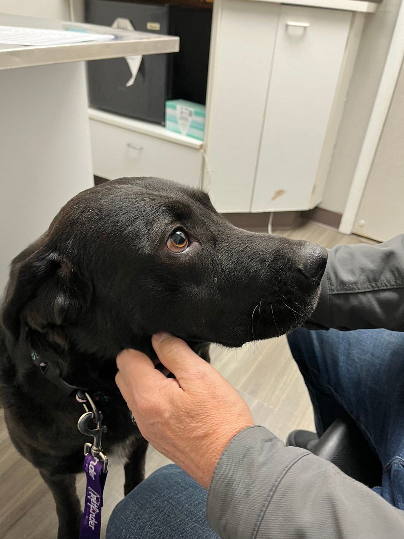 Bash, a Adopted Black Labrador Retriever in Milford, OH image 4/4