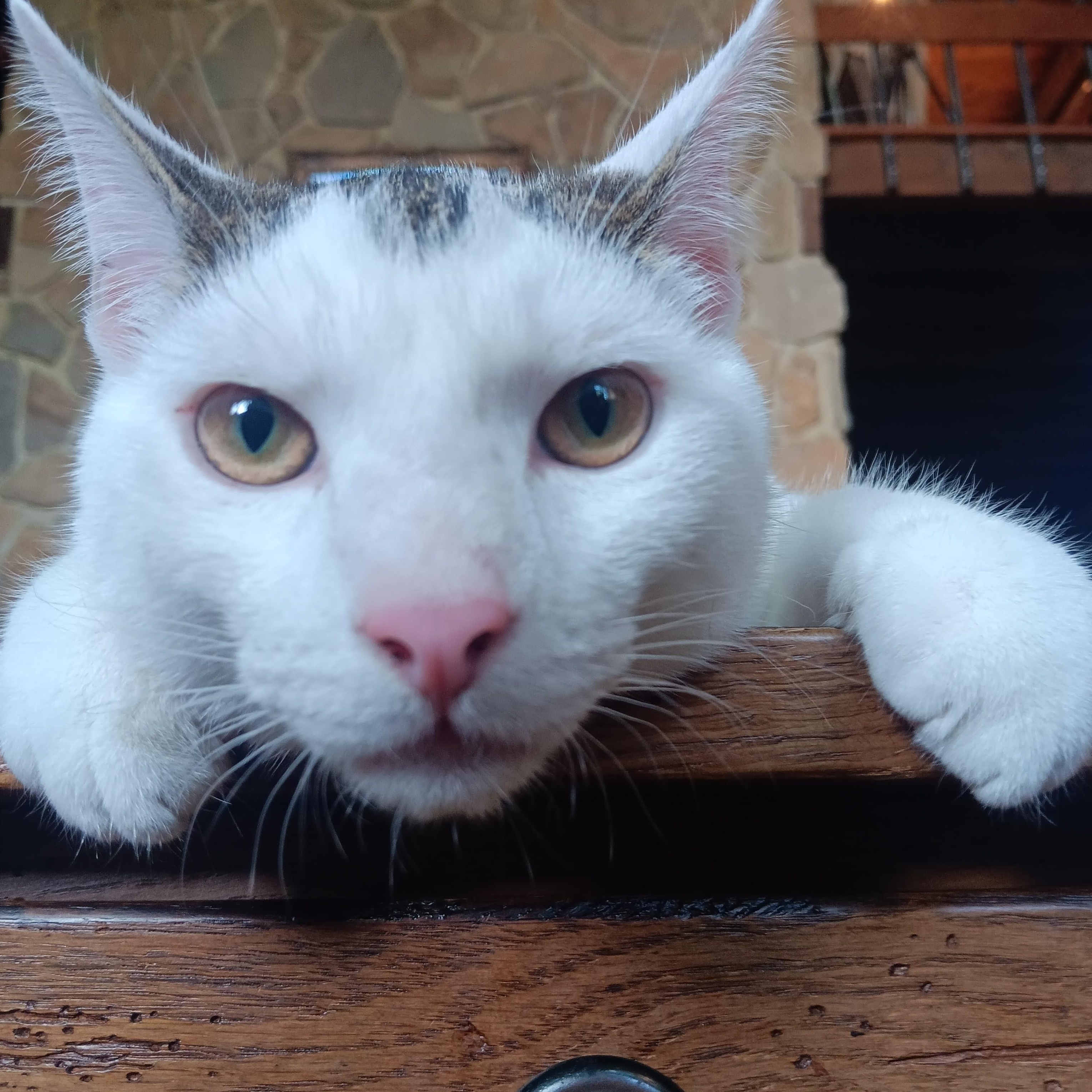Enlarge Michael, an adopted mixed breed in Woodbury, NJ image 5/6