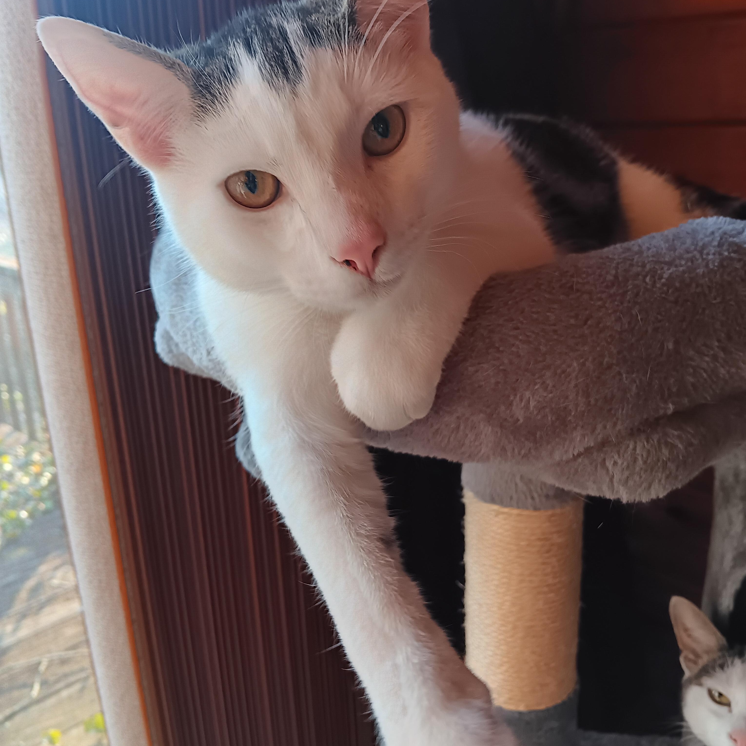 Michael, adopted, Kitten Male Domestic Short Hair.