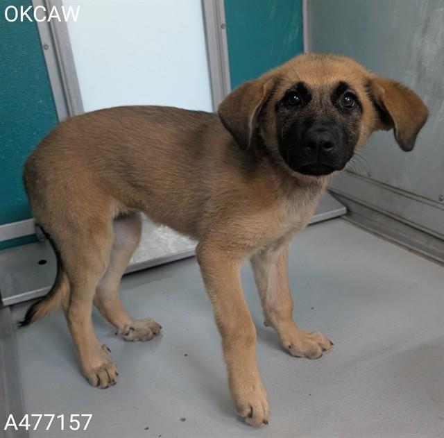Enlarge A477157, a Adoptable German Shepherd Dog in Oklahoma City, OK image 1/1