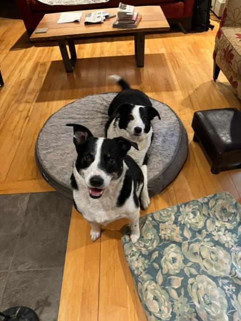 Enlarge URGENT Beau and Buddy - in Vermont, a ADOPTABLE mixed breed in Mashpee, MA image 3/3