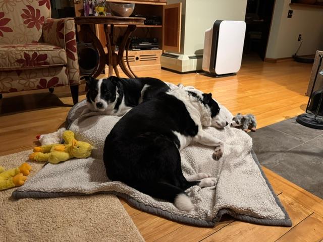 Enlarge URGENT Beau and Buddy - in Vermont, a ADOPTABLE mixed breed in Mashpee, MA image 2/3