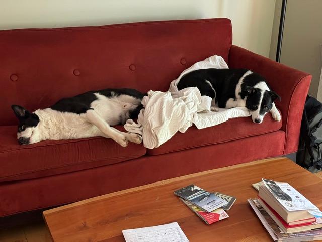 URGENT Beau and Buddy - in Vermont, ADOPTABLE, Senior Male Border Collie & Labrador Retriever.