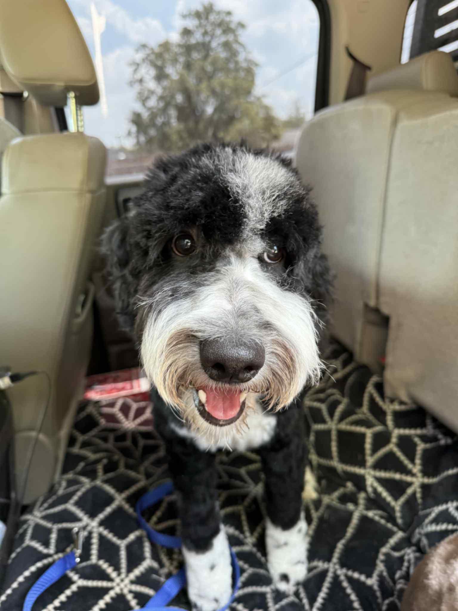 Oreo