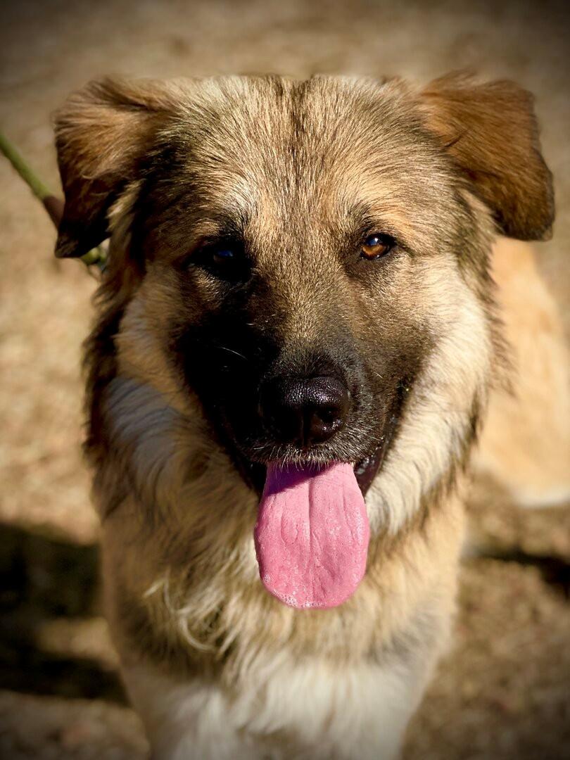 Enlarge Copper A061201, a ADOPTABLE mixed breed in San Andreas, CA image 1/1