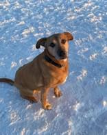 Enlarge Milo, an adopted mixed breed in Whitby, ON image 1/3