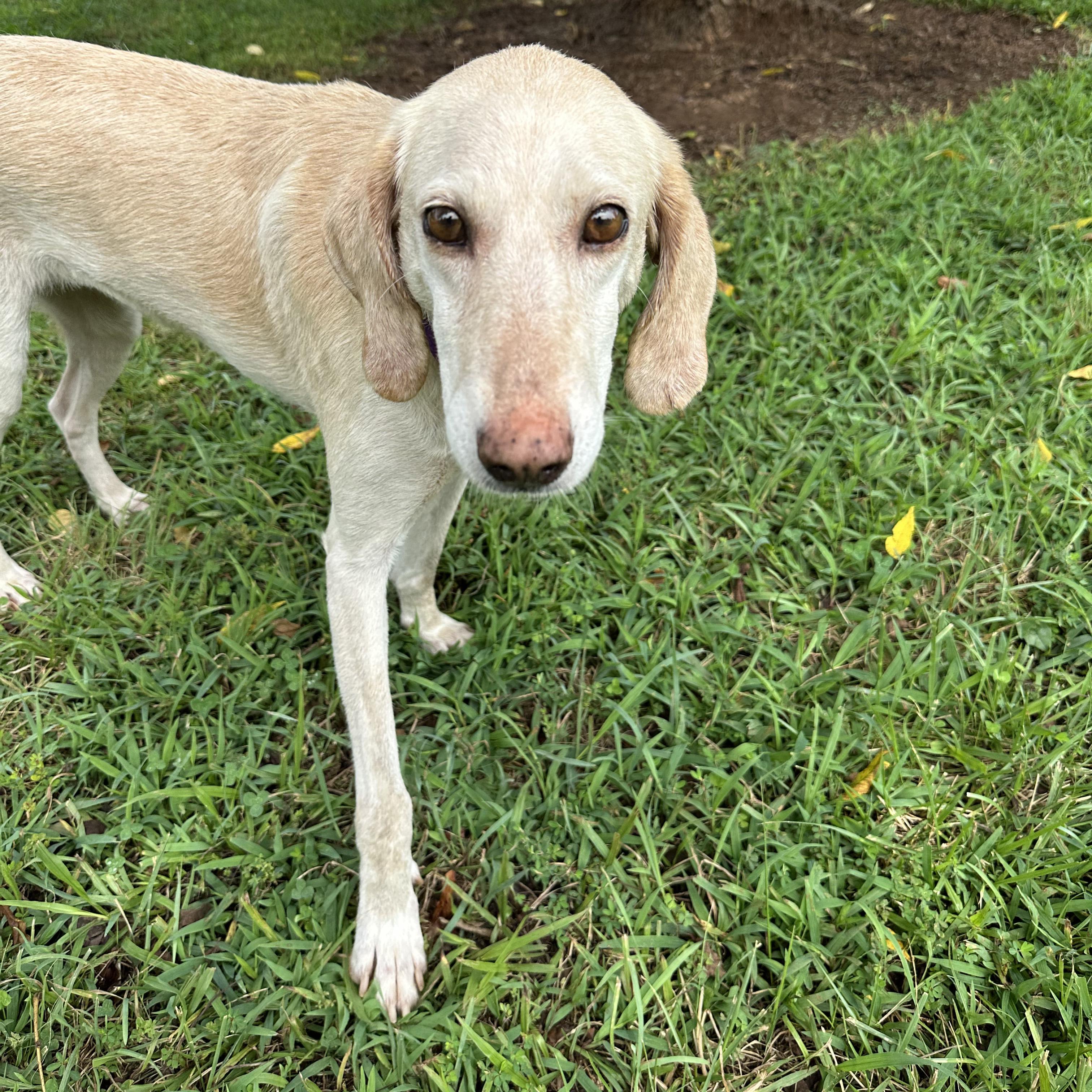 Gwendolyn (Gwennie), a Adoptable mixed breed image 3/3