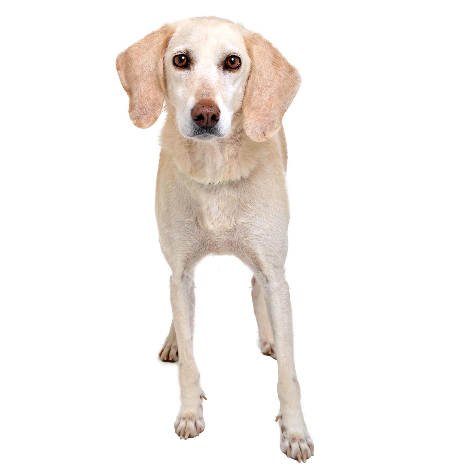 Gwendolyn (Gwennie), a Adoptable mixed breed image 2/3