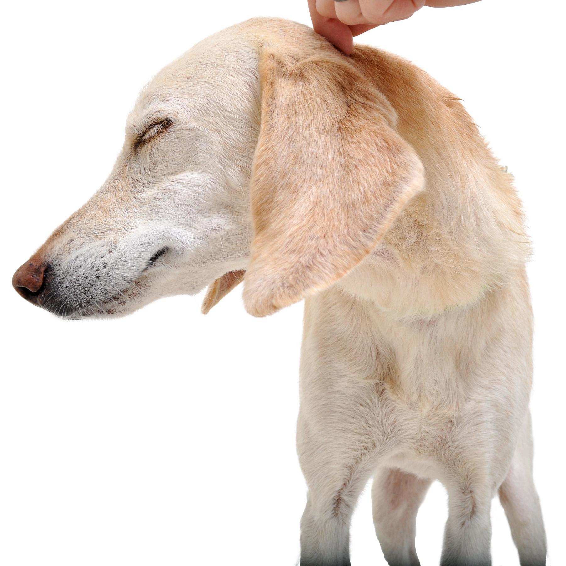 Gwendolyn (Gwennie), Adoptable, Senior Female Labrador Retriever & Yellow Labrador Retriever.