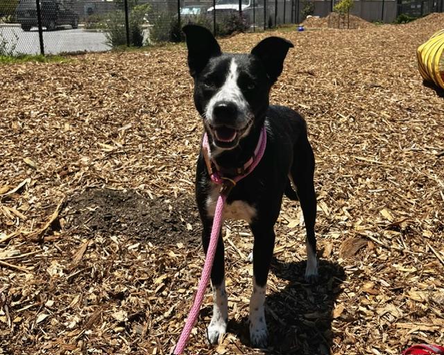 LUNA, Adoptable, Young Female Australian Cattle Dog / Blue Heeler & Border Collie.
